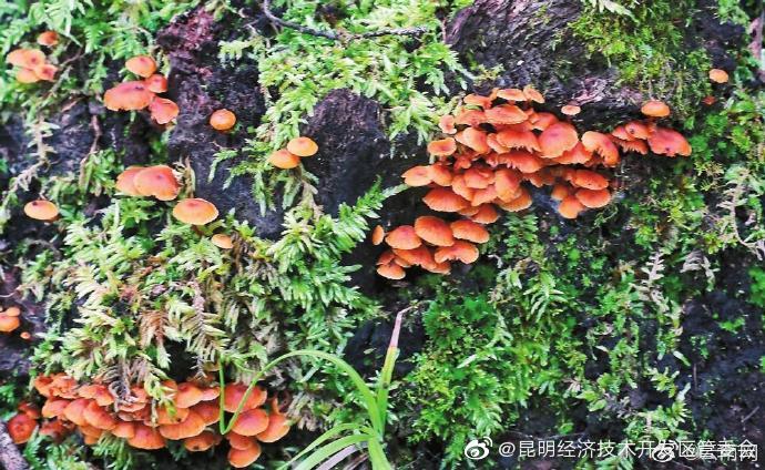 “昆明经济技术开发区管委会”微博