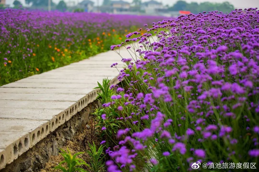 COP15：昆明，最具幸福感的“花”样城市