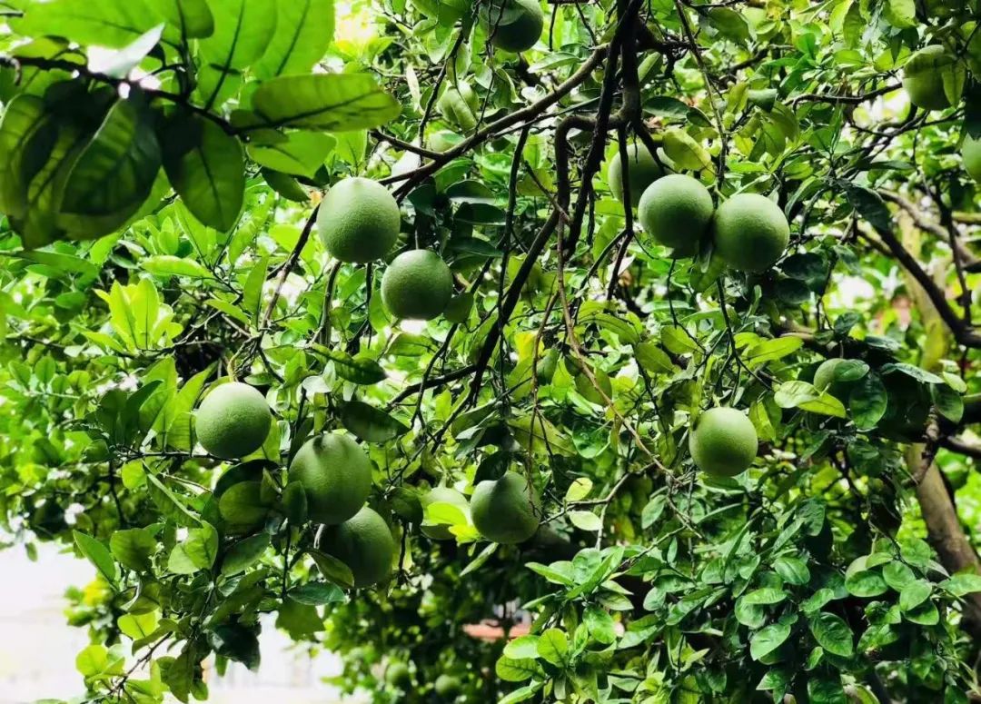 红河文旅(微信)