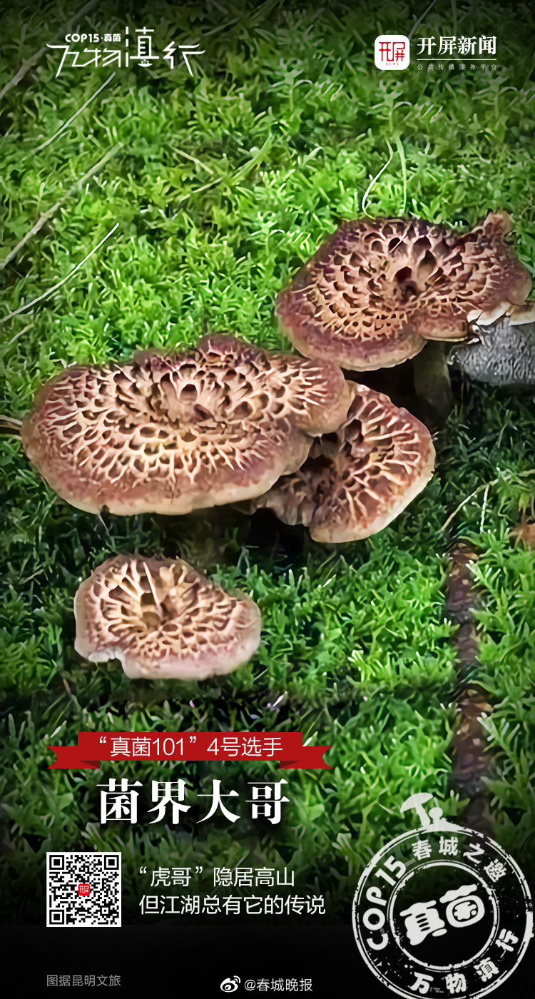 “虎哥”隐居高山，但江湖总有它的传说
