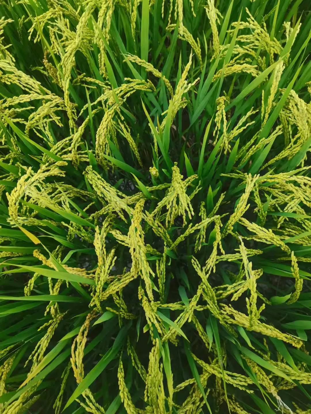 丽江日报(微信)