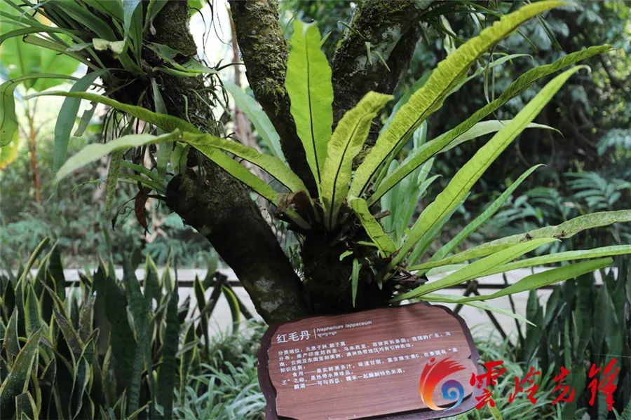 云岭先峰(微信)