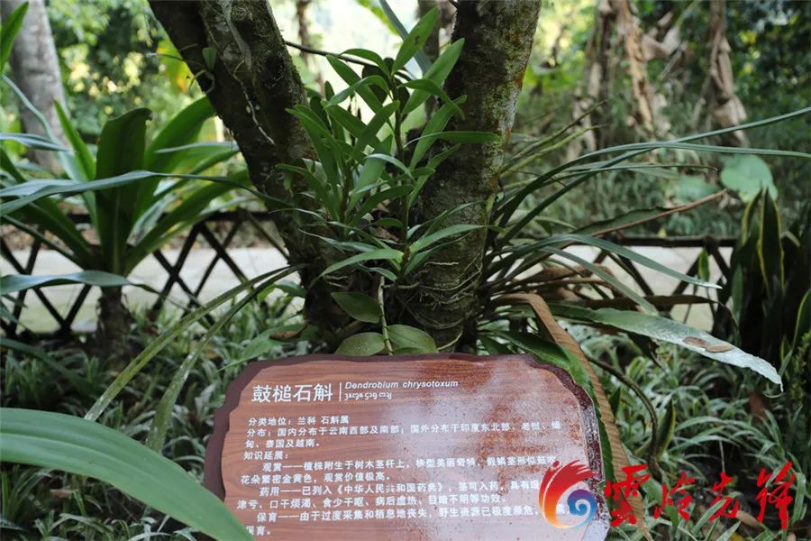 云岭先峰(微信)