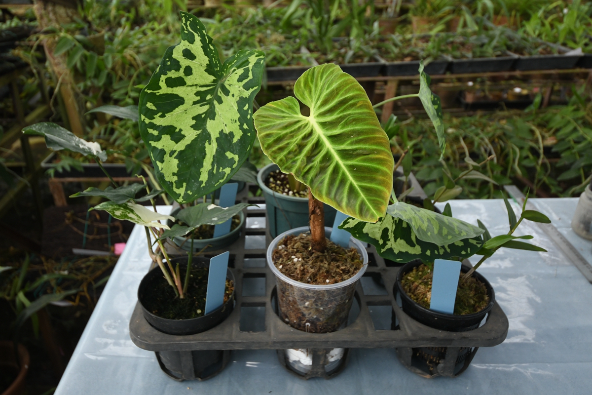 中国科学院西双版纳热带植物园