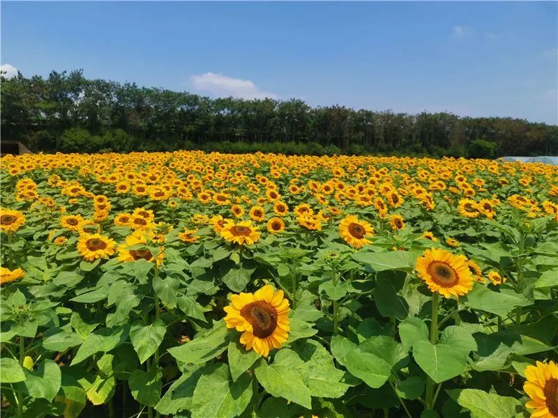 红河文旅(微信)