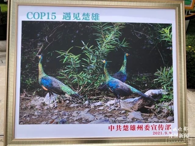 春城晚报(微信)