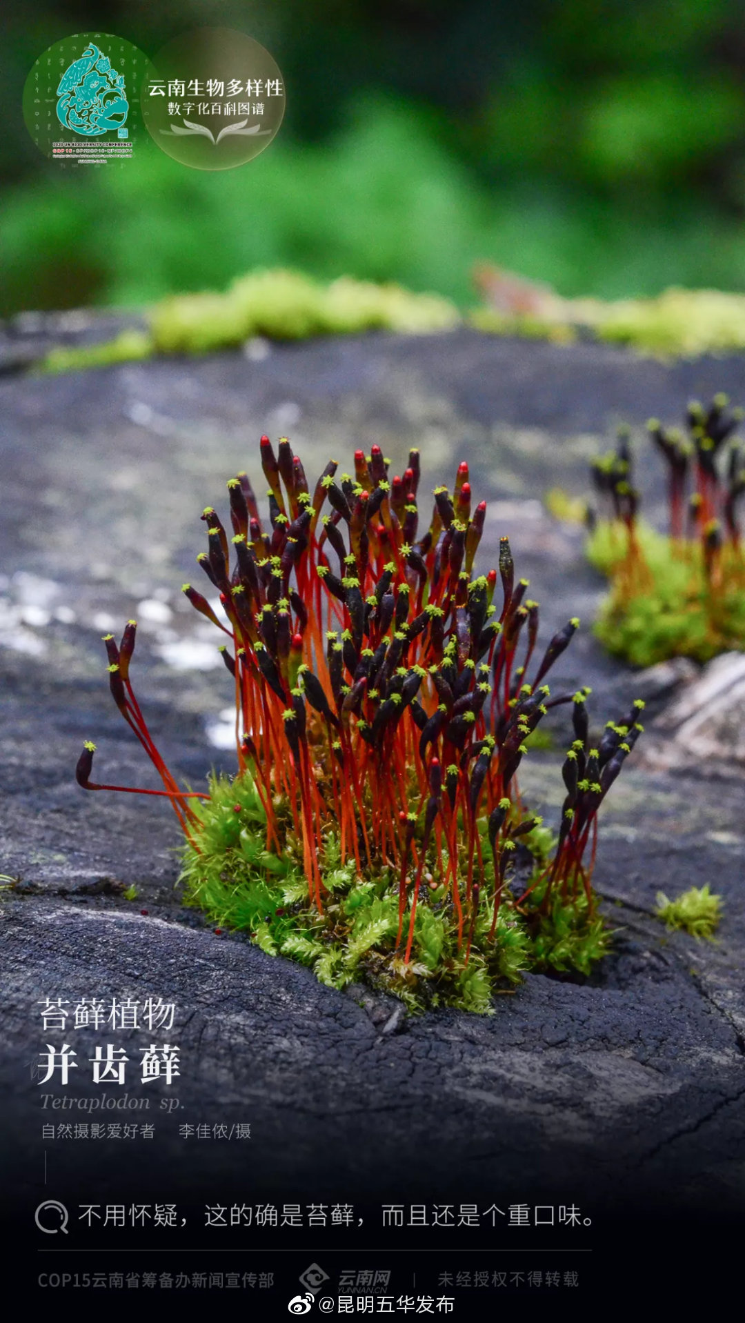 苔藓植物·并齿藓：不用怀疑，这的确是苔藓，而且口味还挺重