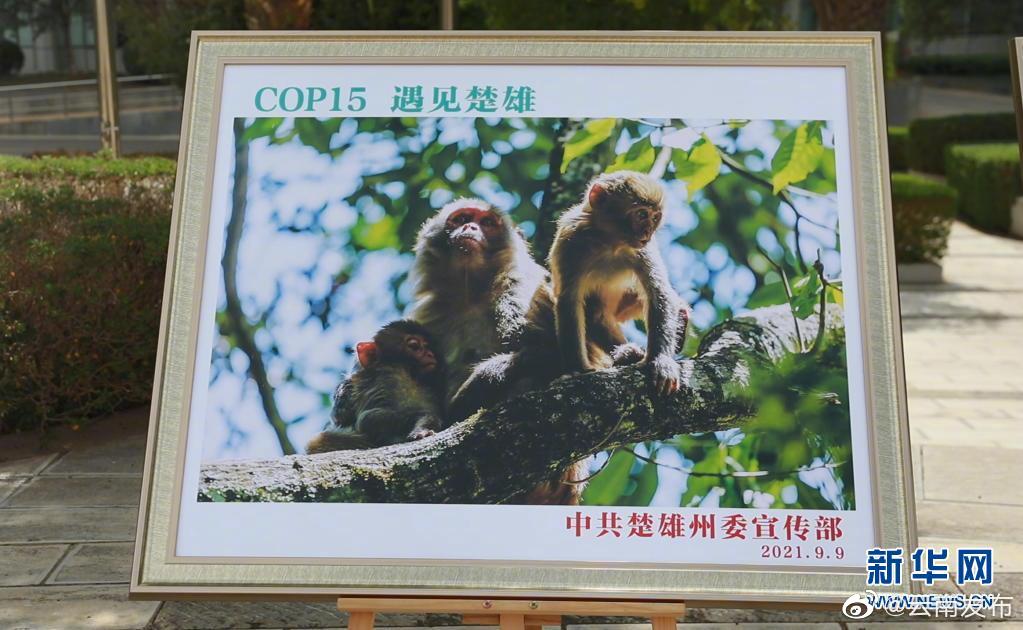 “云南发布”微博