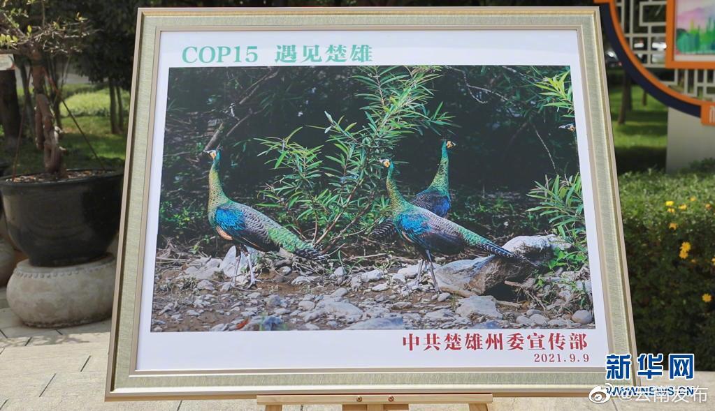 “云南发布”微博