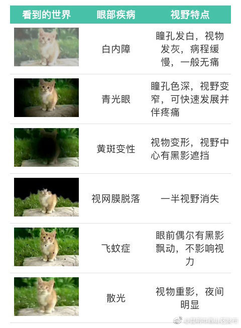 不同眼病患者眼中的世界