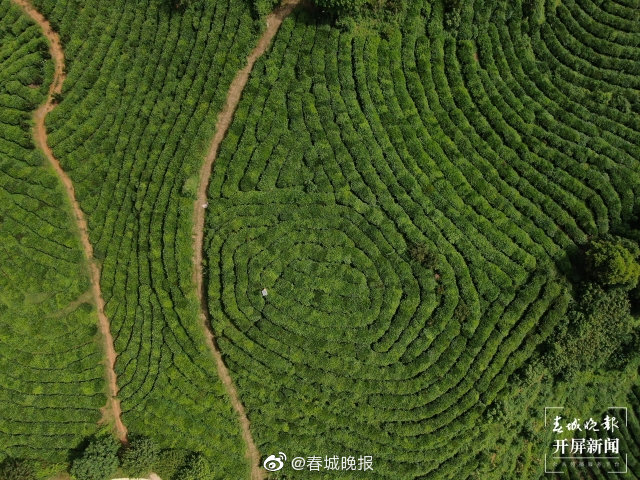 范玉峰：与广南结缘，抹茶清香将从这里飘向远方