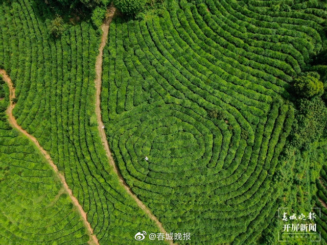 石山农场：一抹茶色注解“绿色食品牌”