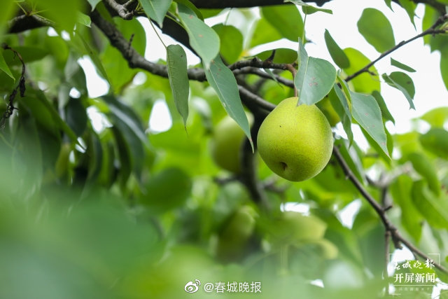 长冲村：一个梨带动一个村