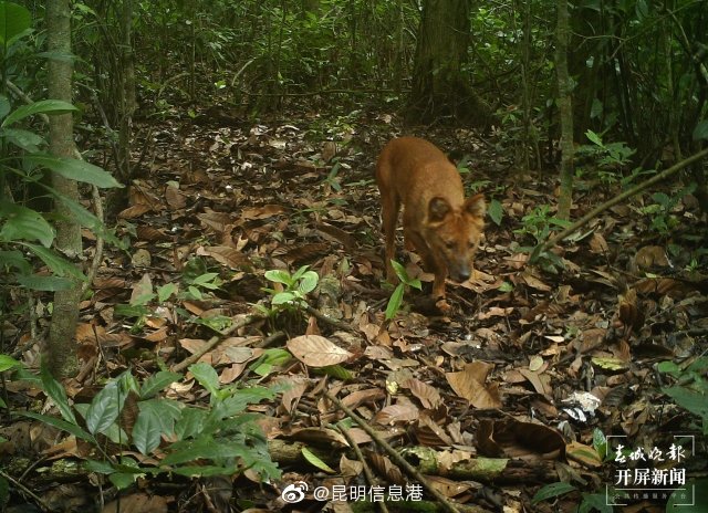 昆明信息港微博