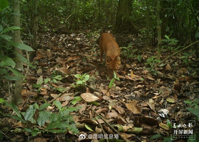 昆明信息港微博