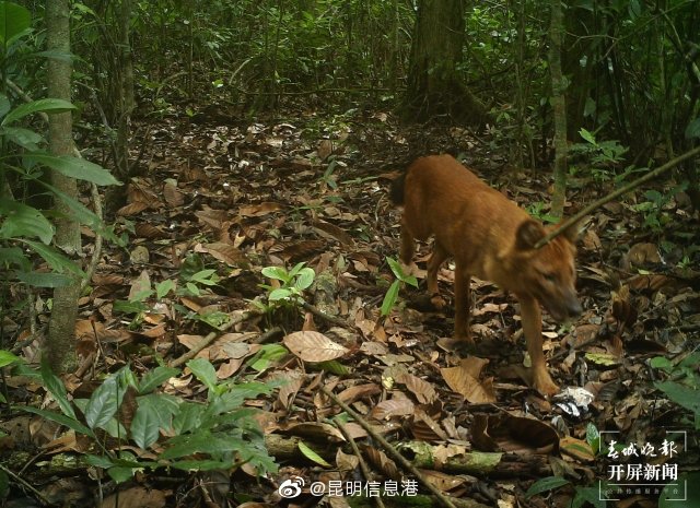 昆明信息港微博