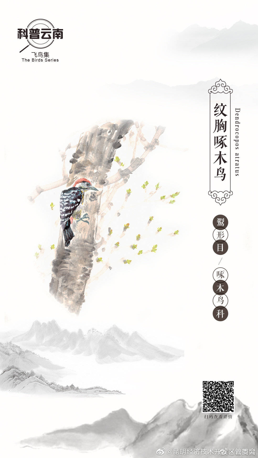 飞鸟集——啄木鸟科·纹胸啄木鸟