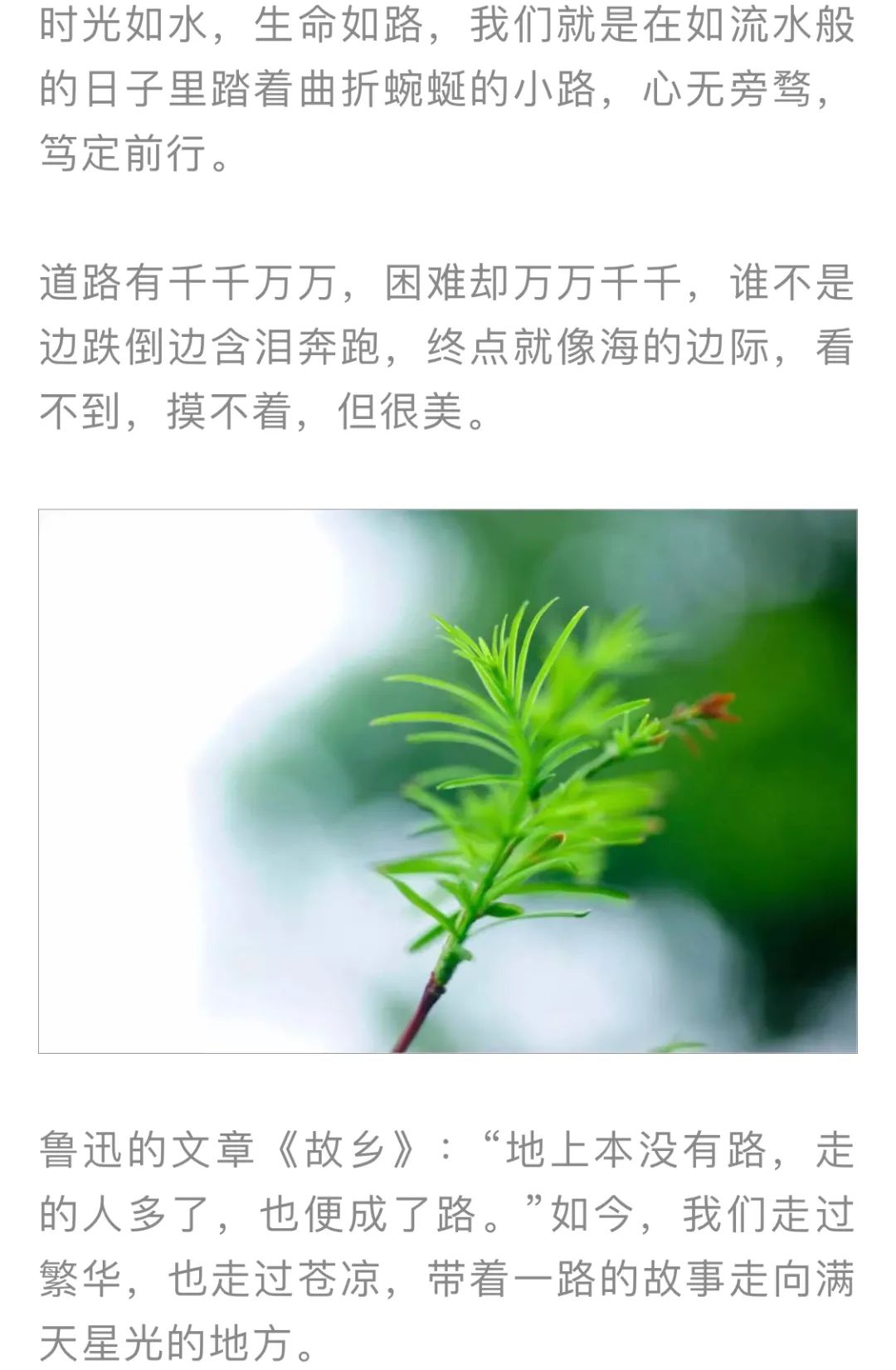 红色扎西(微信)