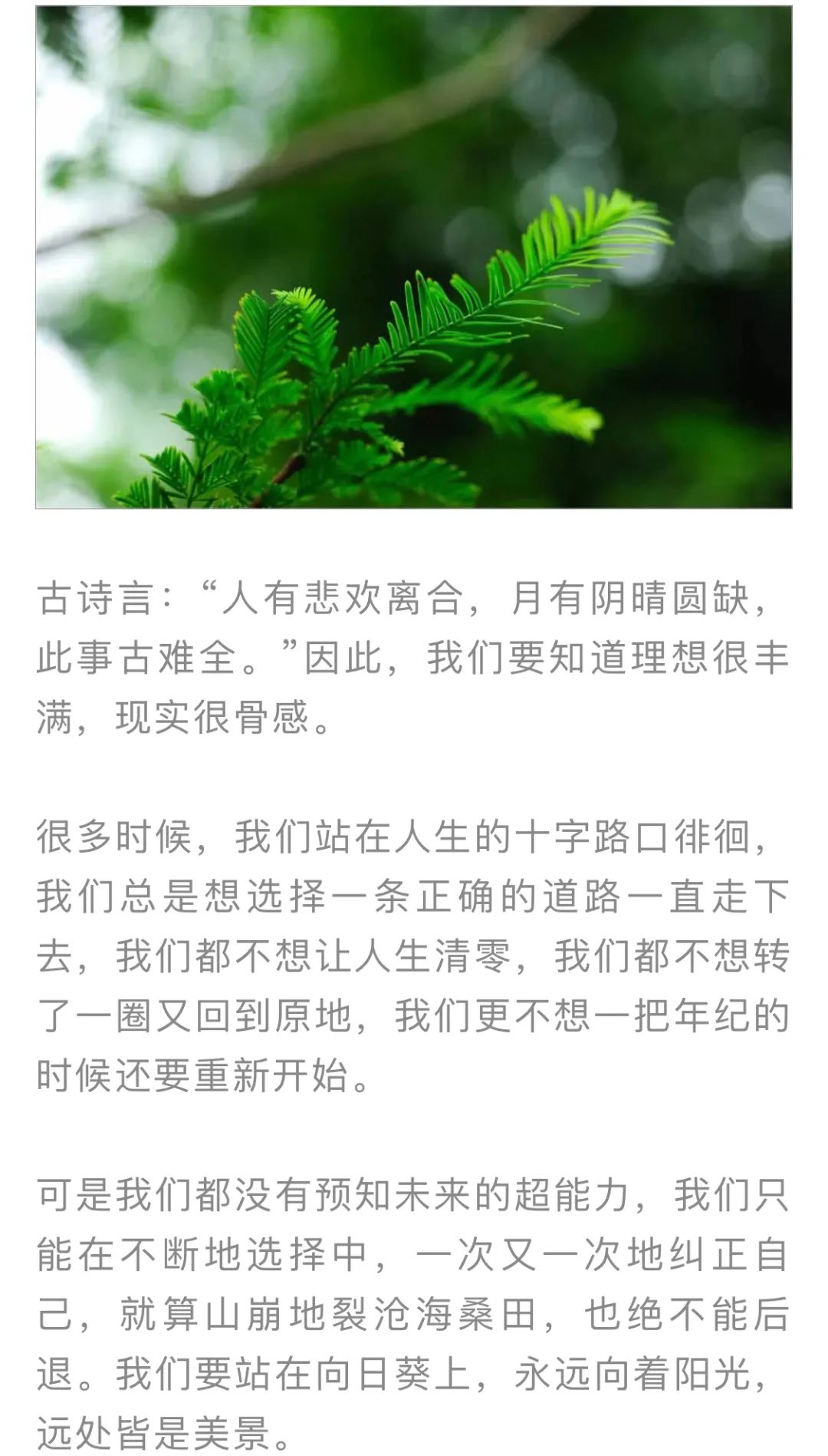 红色扎西(微信)