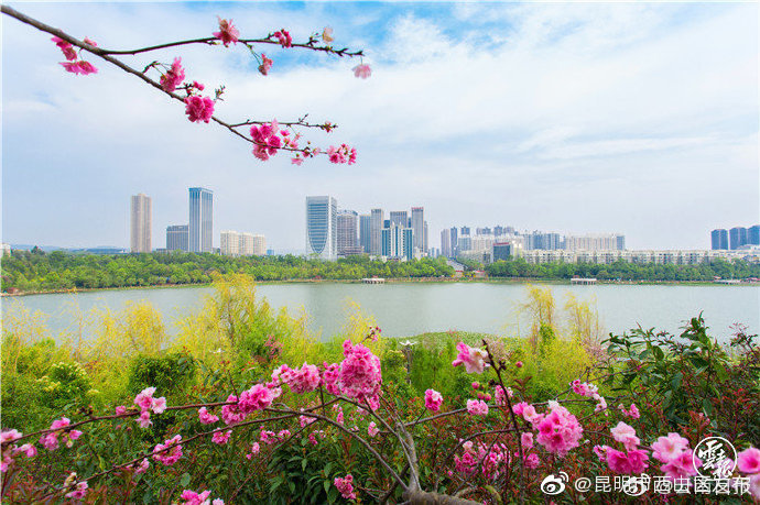 “昆明市西山区发布”微博