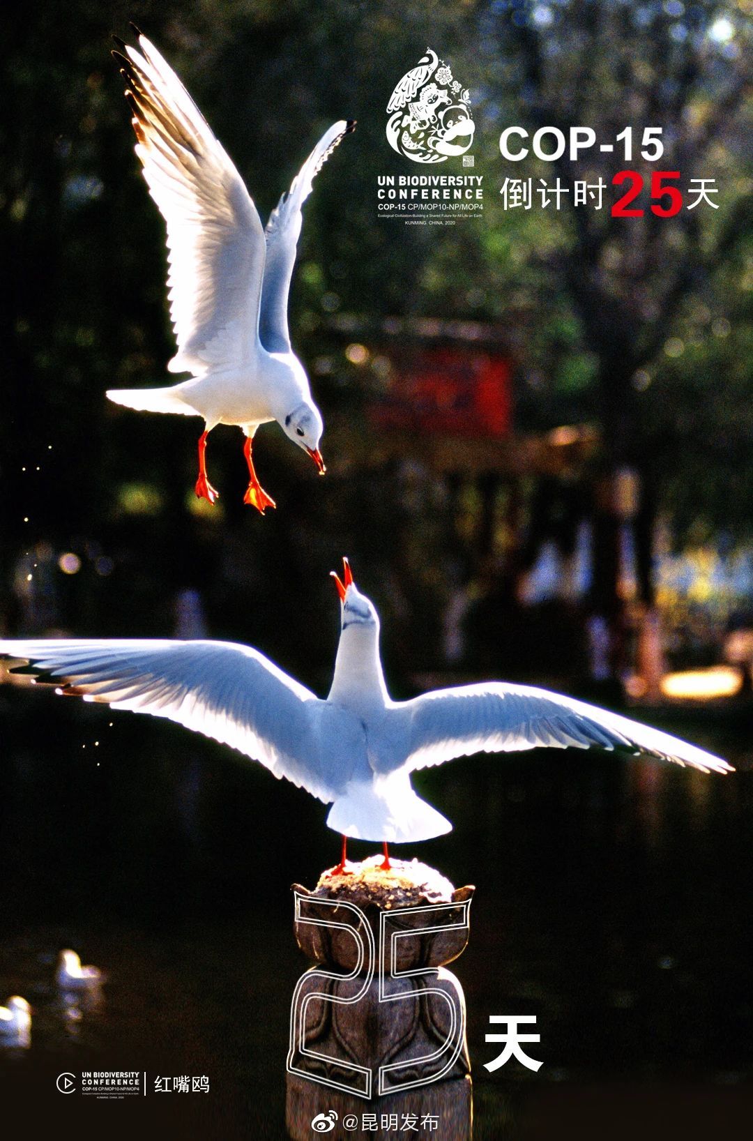 “昆明发布”微博