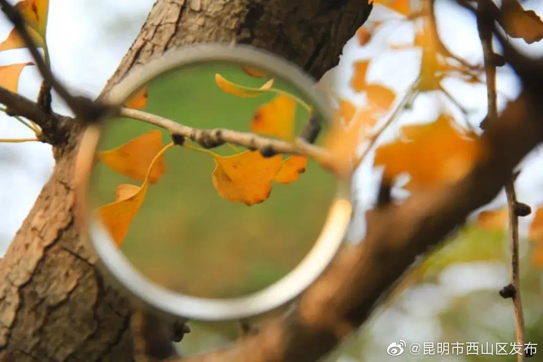 “昆明市西山区发布”微博