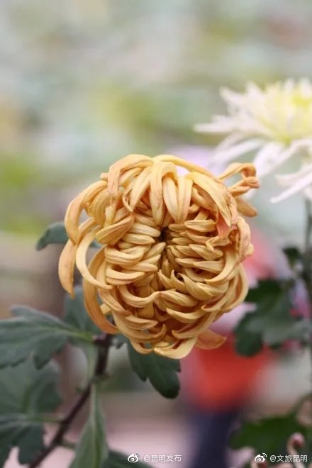 “昆明发布”微博