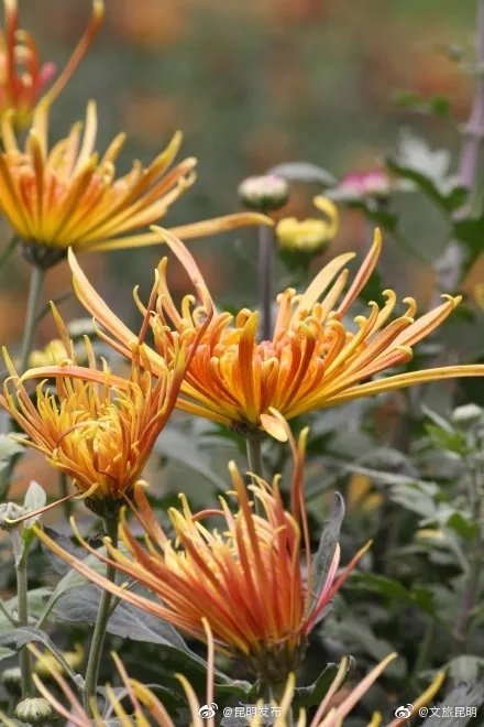 “昆明发布”微博