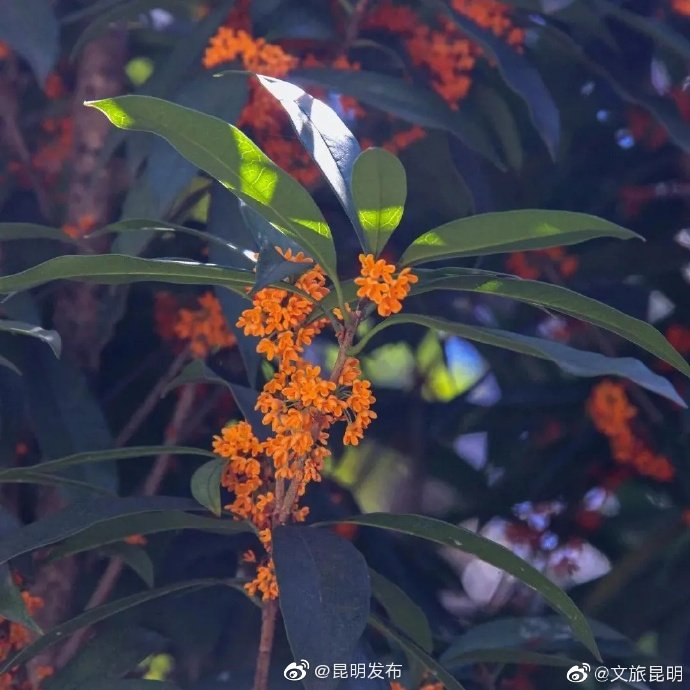 “昆明发布”微博