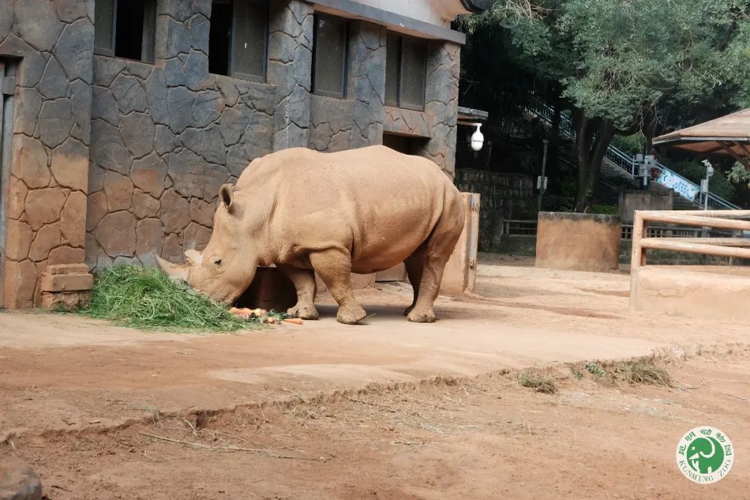 昆明动物园