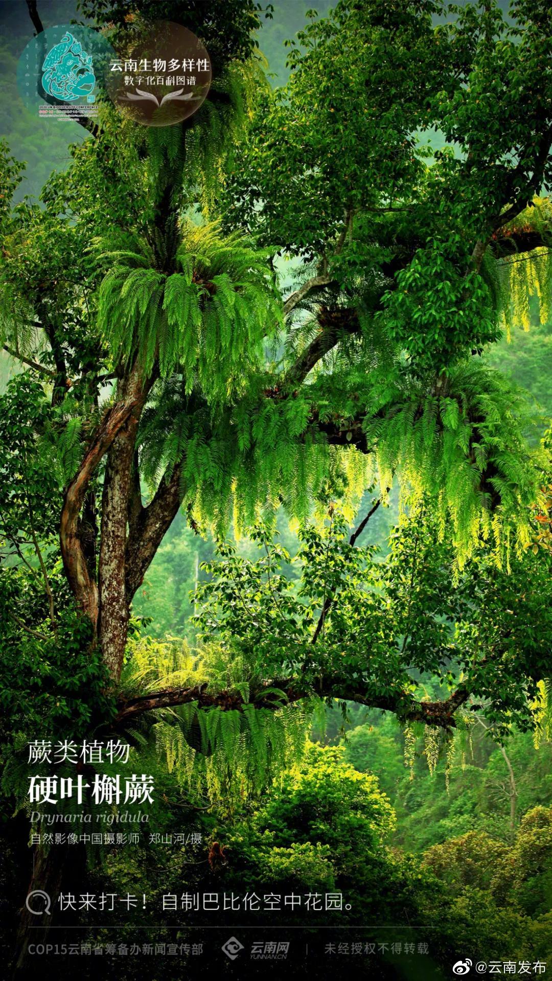 云南生物多样性数字化百科图谱 | 蕨类植物·硬叶槲蕨：快来打卡！自制巴比伦空中花园