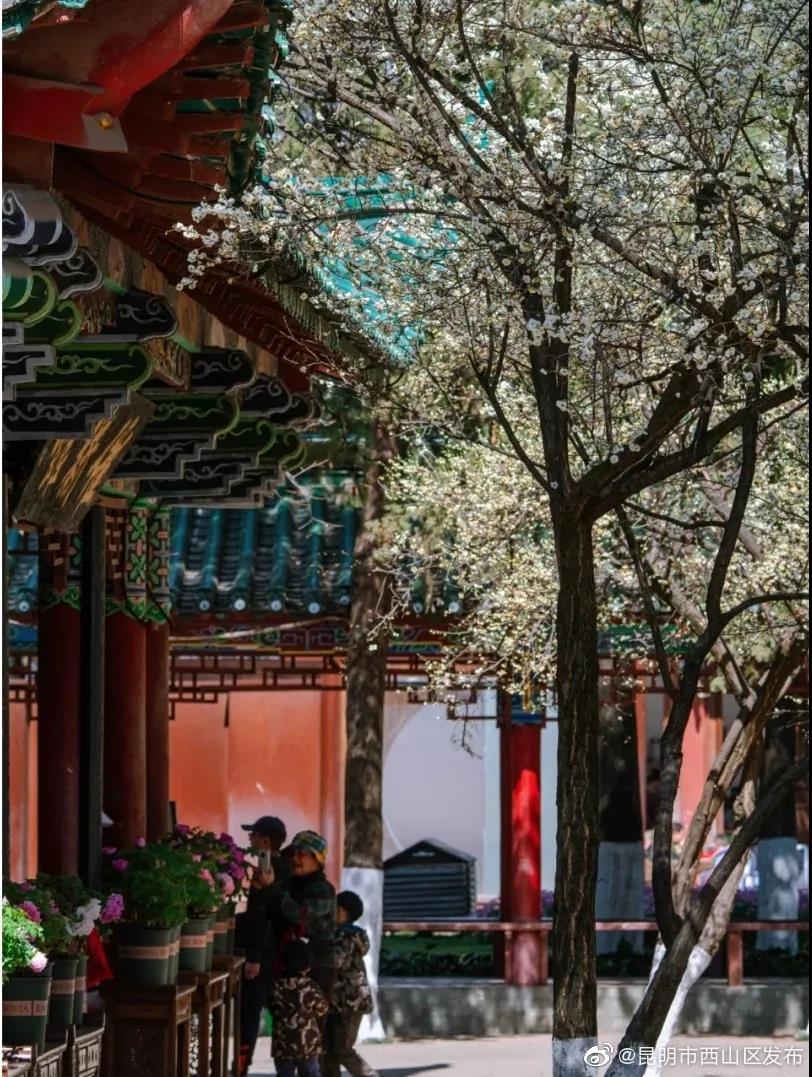 “昆明市西山区发布”微博