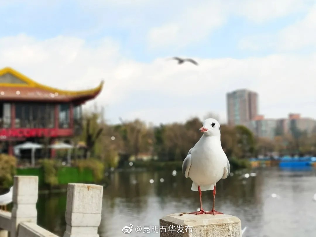 “昆明五华发布”微博