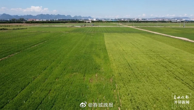 砚山要打造万亩绿色食品产业基地