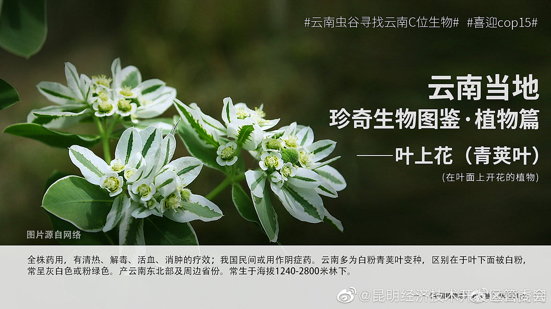 “昆明经济技术开发区管委会”微博