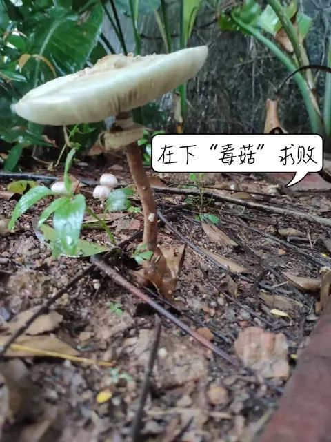 掌上春城(微信)