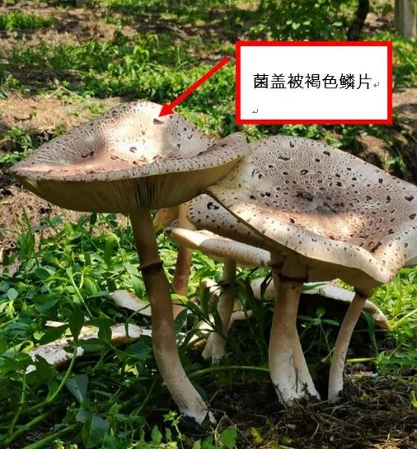 掌上春城(微信)