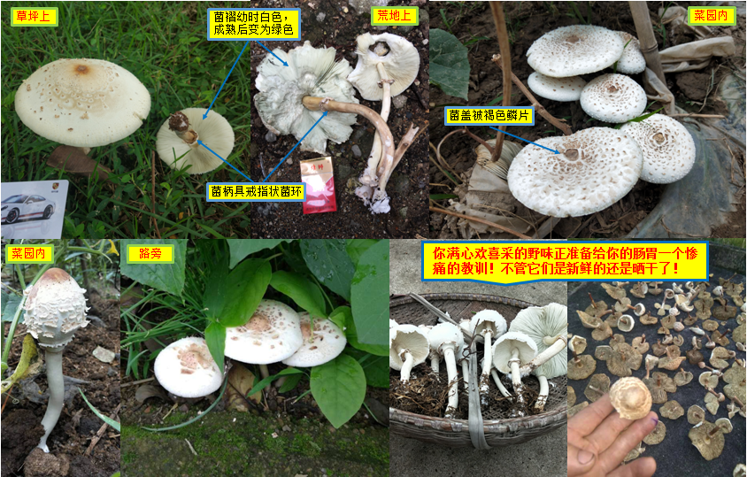 掌上春城(微信)