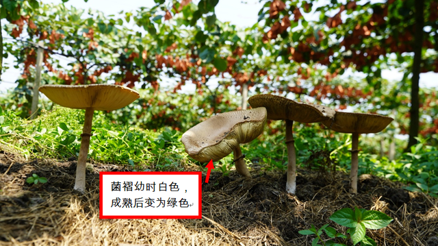 掌上春城(微信)