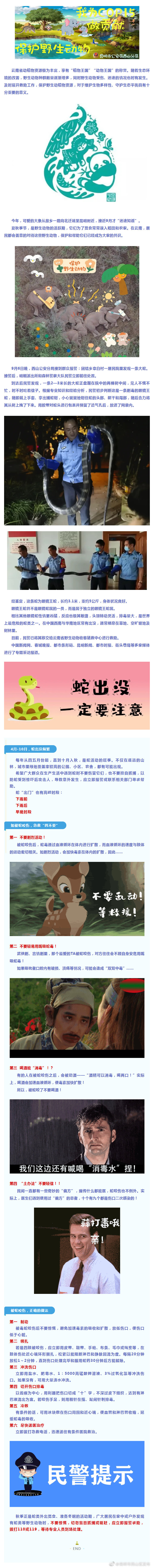 我为COP15做贡献 | 3米眼镜王蛇“迷路”,警察蜀黍带你“回家”