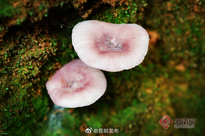 “昆明发布”微博