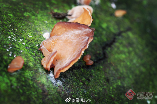 “昆明发布”微博