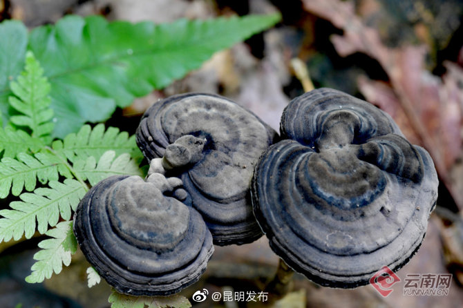 “昆明发布”微博