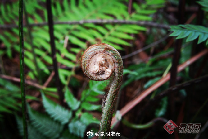“昆明发布”微博