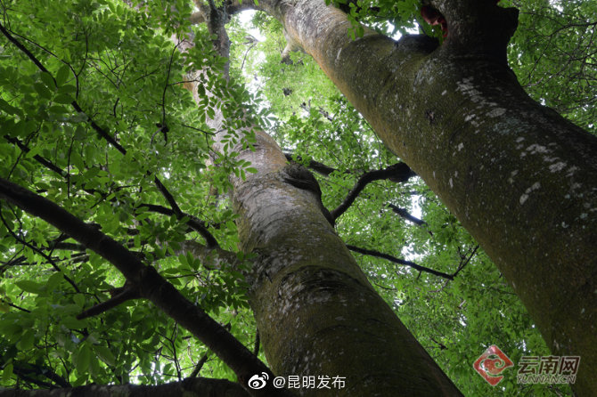 “昆明发布”微博