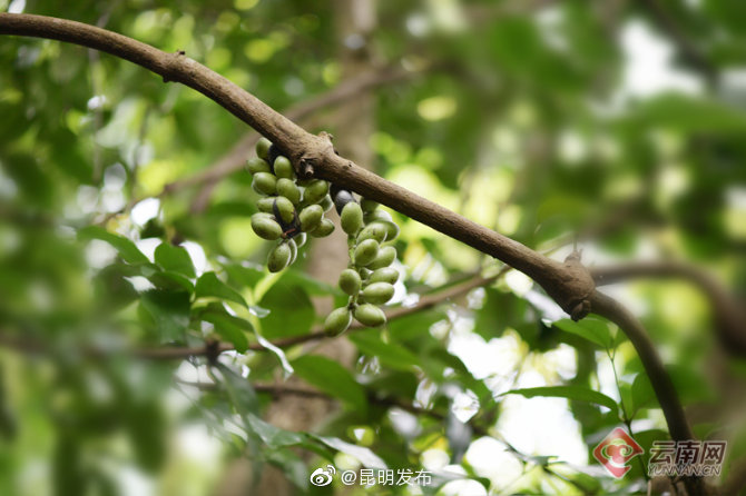 “昆明发布”微博