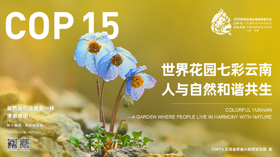 昆明市西山区图书馆(微信)