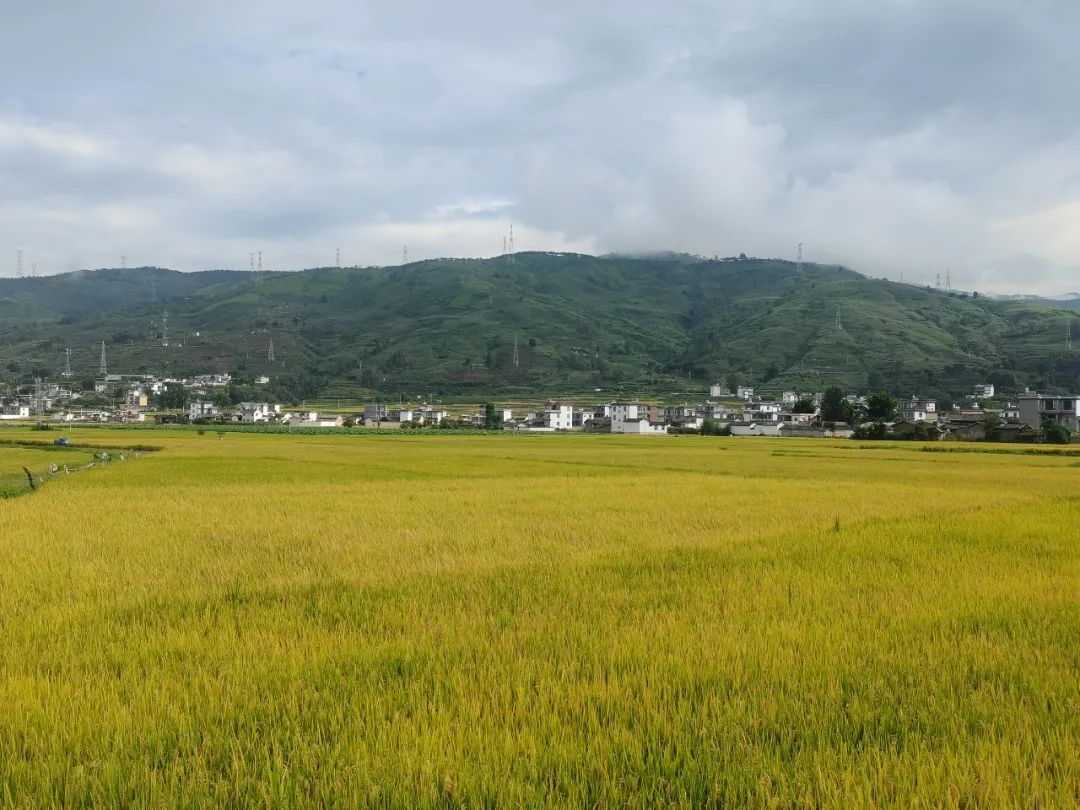 丽江日报(微信)