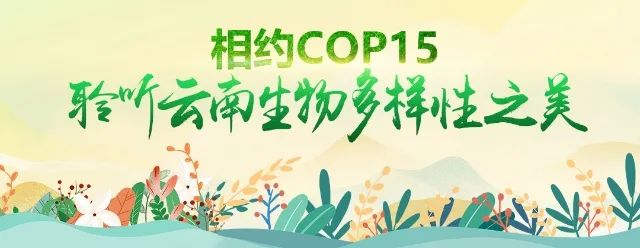 春城晚报(微信)