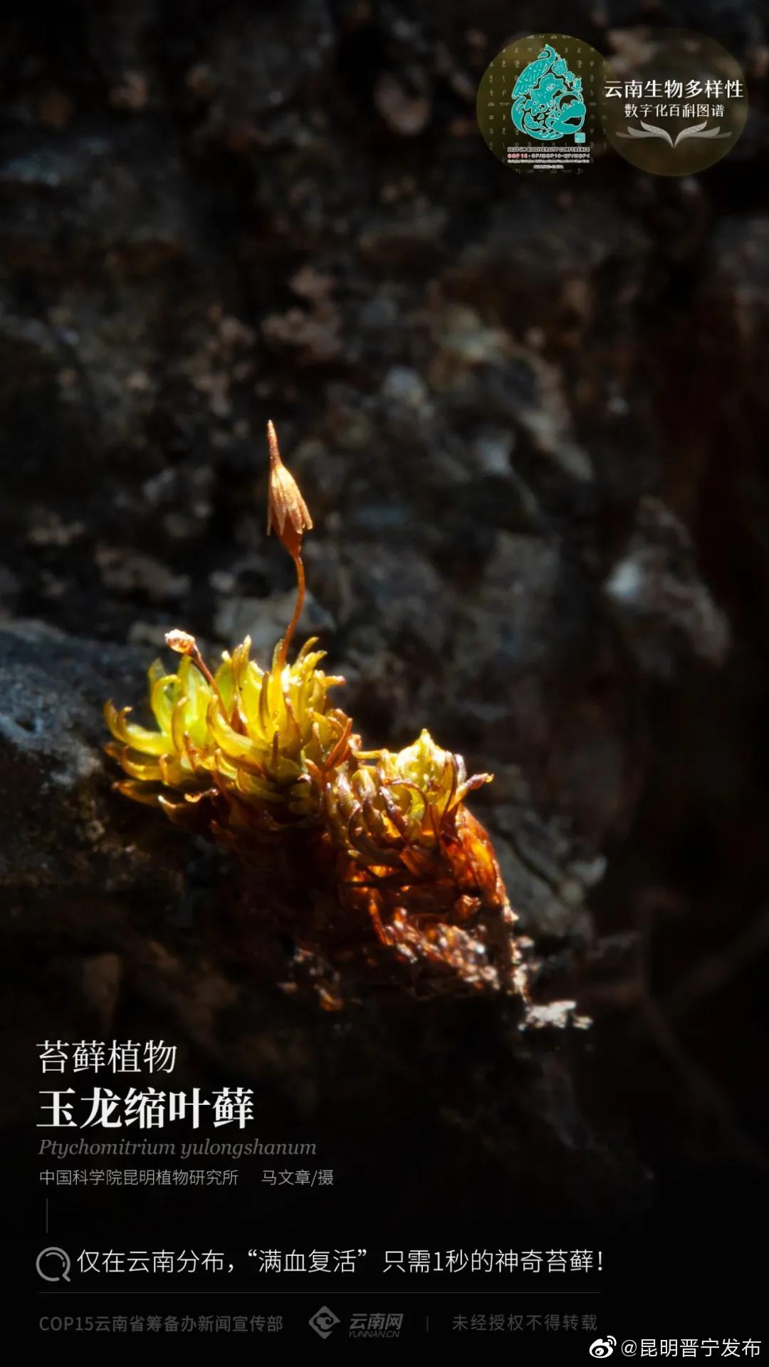 苔藓植物•玉龙缩叶藓：仅在云南分布，“满血复活”只需1秒的神奇苔藓！